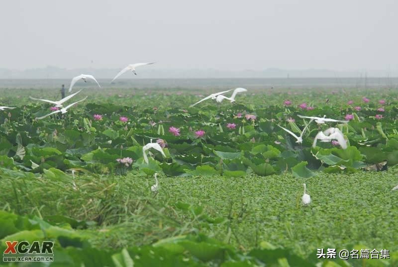 名篇金榜「赤壁诗苑」龙感湖诗词合集(第005期)