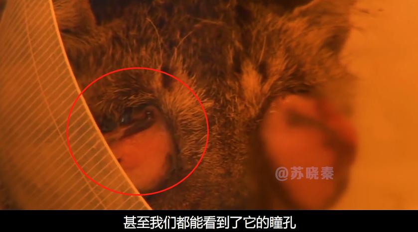 猫咪失明眼球肿大凸出,猫咪失明但眼睛装下了整片星空