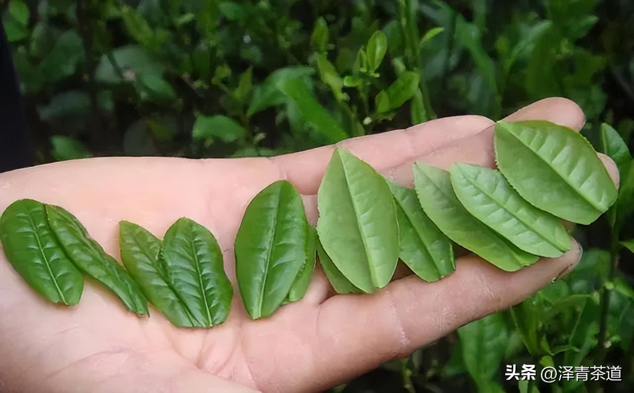 中国十大名茶最新排名表图,中国十大名茶最新排第一名