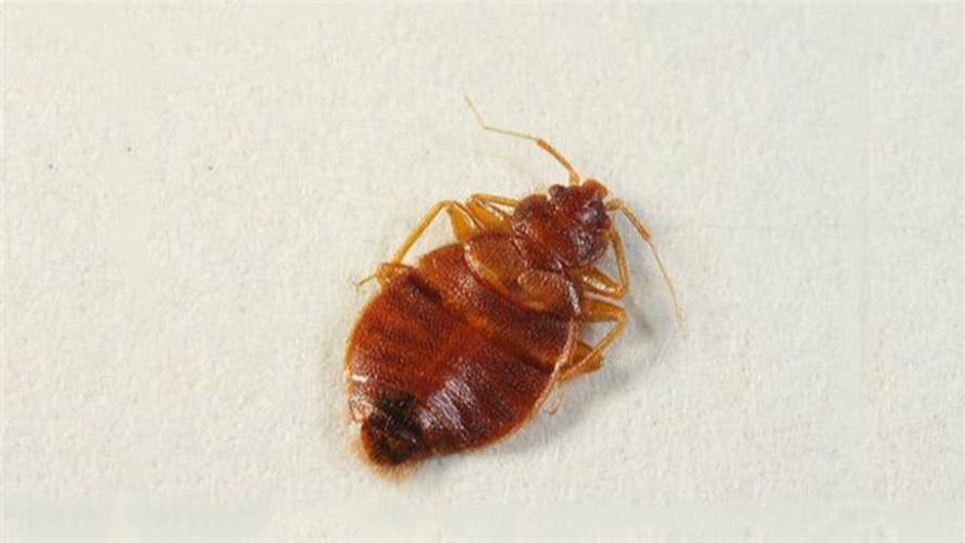 女子眼睛瘙痒难耐，医生从睫毛夹出17只阴虱！是怎么染上的？