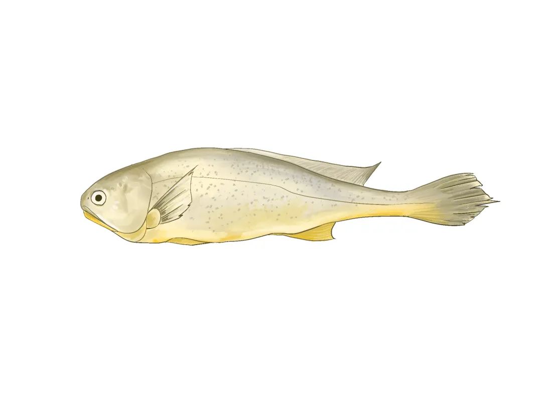 厦大食堂有啥鱼？这位老师来回答！