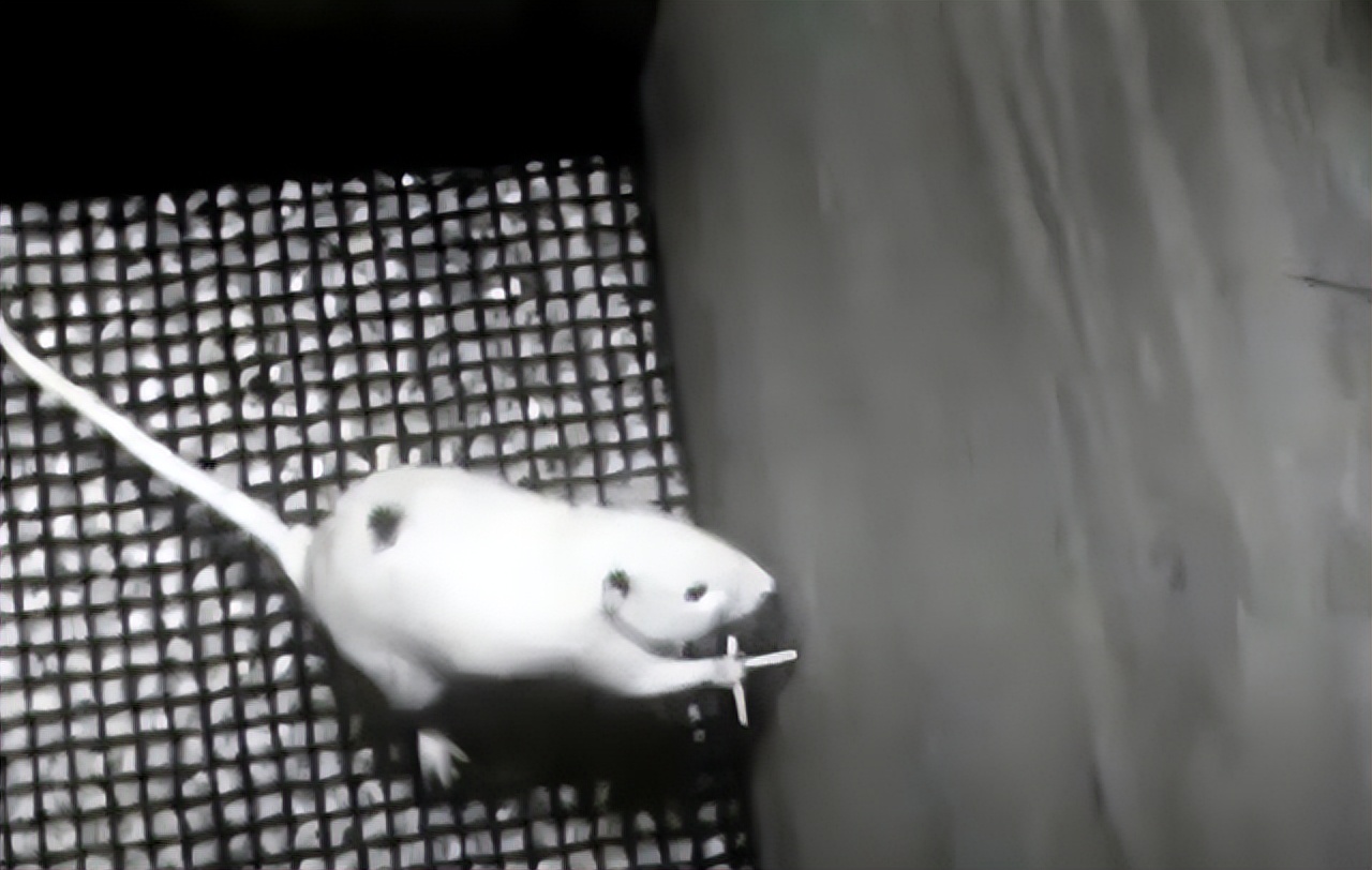 仓鼠也分剥削阶层和劳动阶层