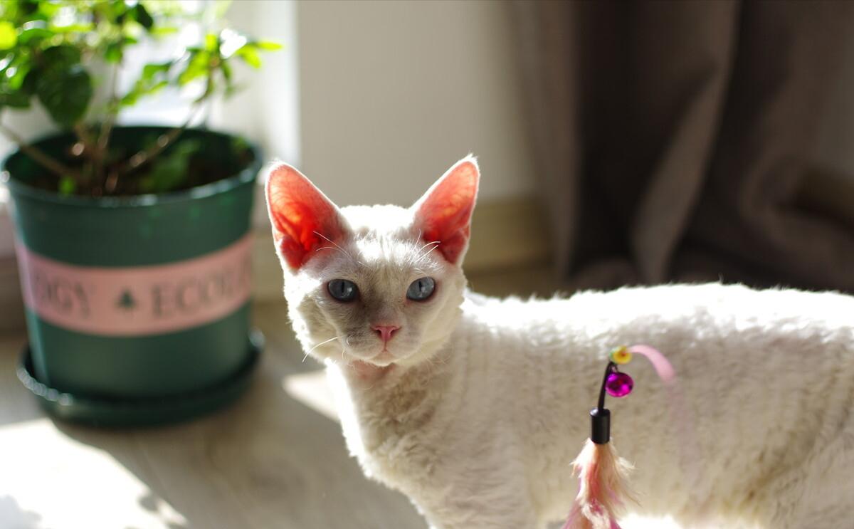 德文卷毛猫性格真好,thecatscope德文卷毛猫