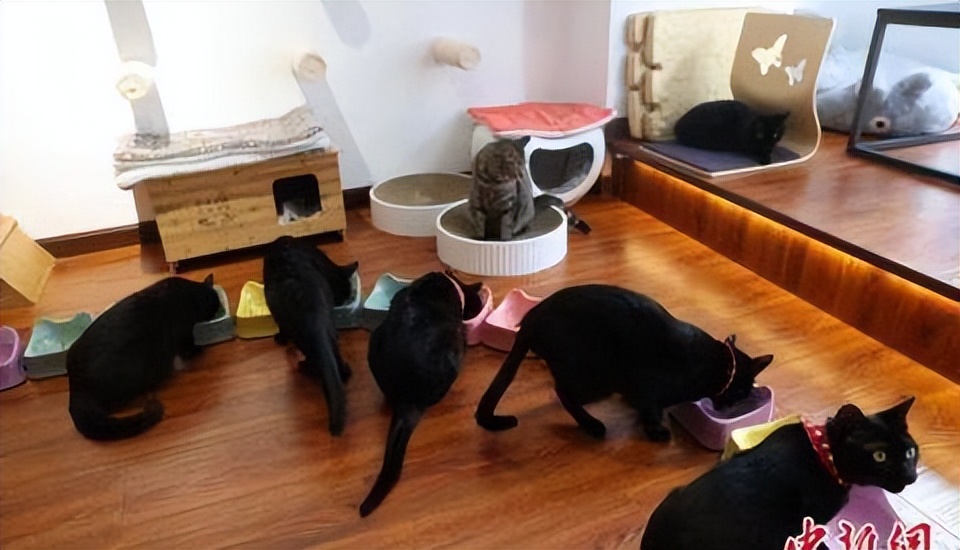 辛巴辛选618让消费更平等，武汉一猫咪咖啡馆：帮流浪动物找新家