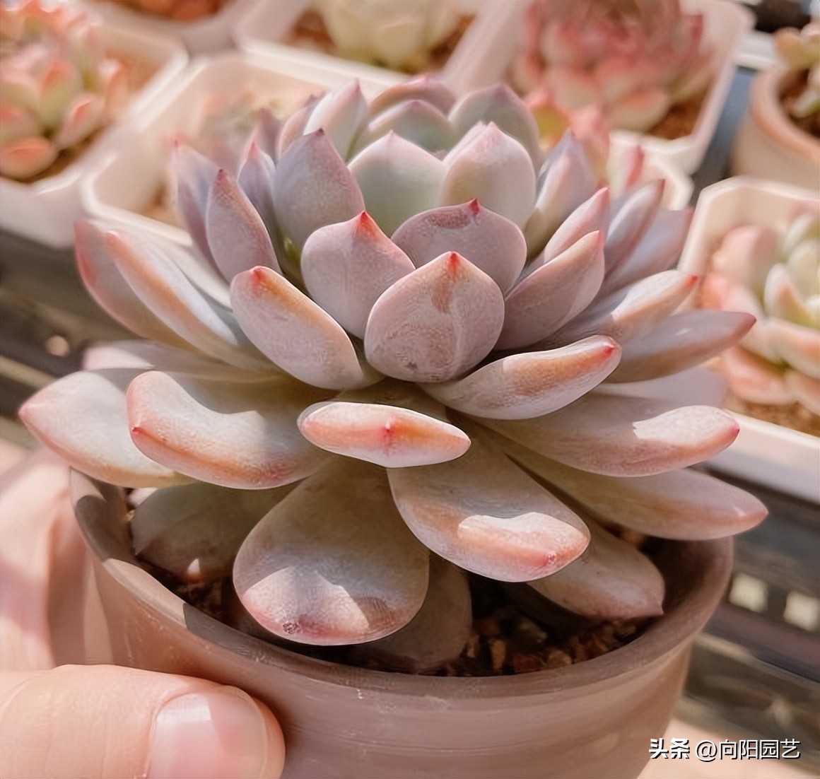 草炭和泥炭哪个更适合多肉,多肉不发根用什么