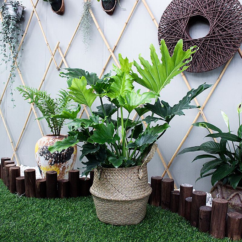 16种喜阴蔬菜,16种适合夏天养的花