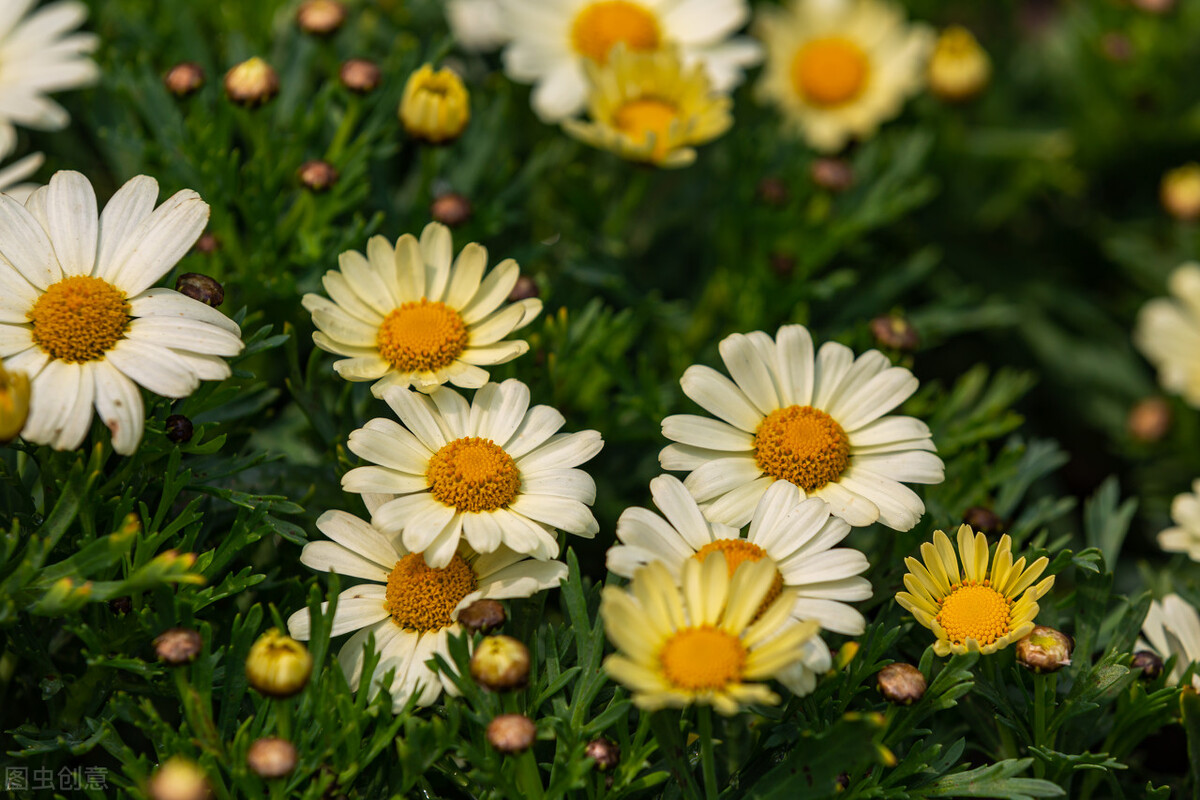 菊的飞花令经典1000首,飞花令秋1000首必背诗词