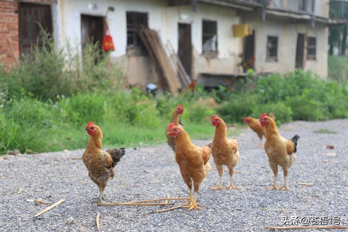 农村养鸡的风险,农村养鸡得了鸡瘟怎么办