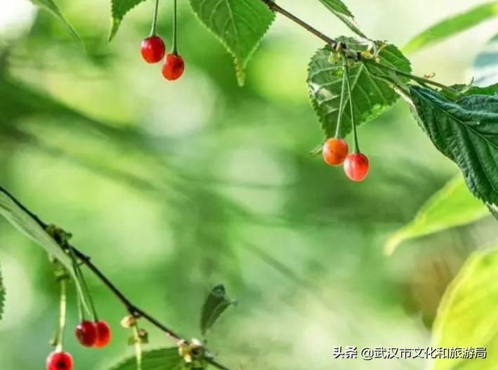 武汉东西湖樱桃采摘园,武汉新洲樱桃采摘园