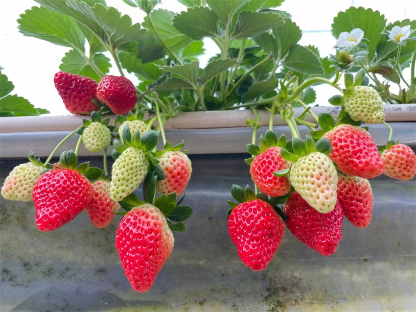 万企兴万村行动示范实践基地,万企兴万村行动案例