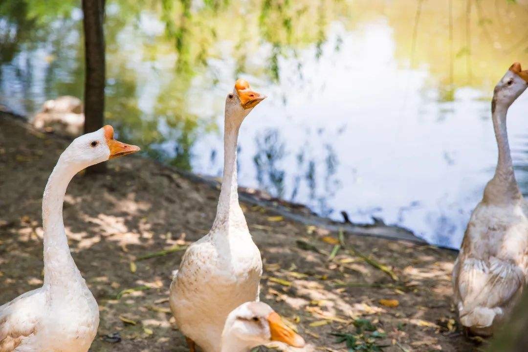 野生蟒蛇为什么不攻击人,巨蟒蛇蜕皮的过程