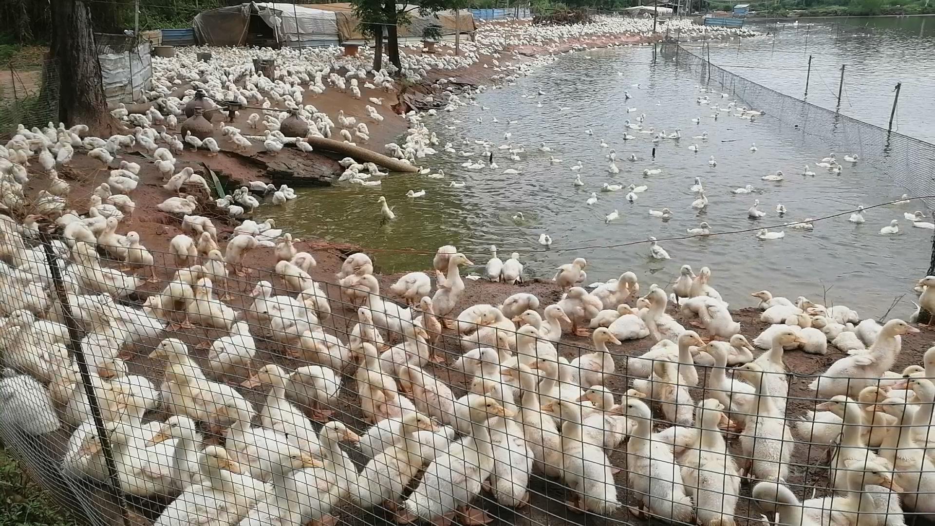 新手养鸡好还是养鸭好,新手养鸭