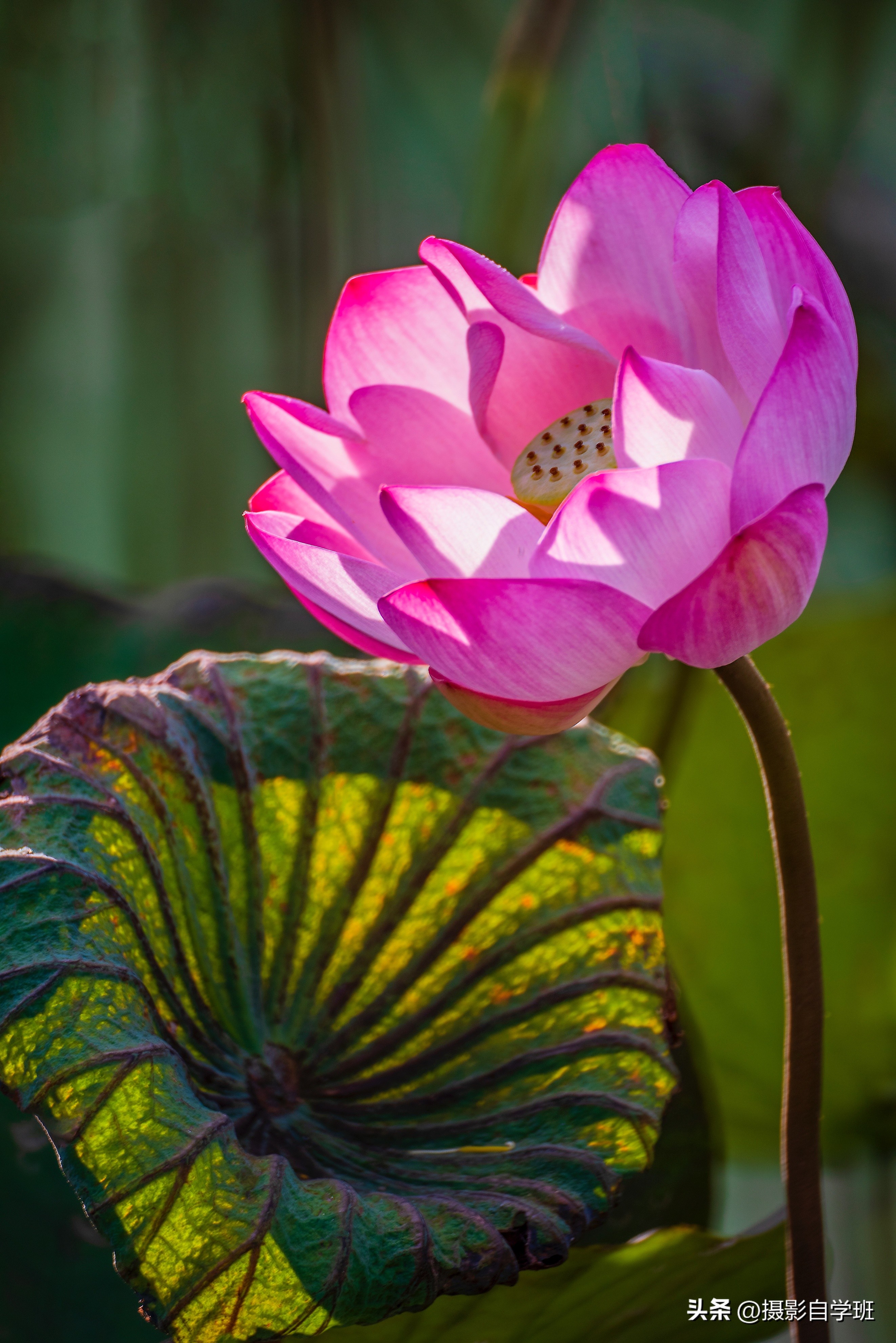 5个拍花朵的手机摄影技巧,手机拍摄花卉教你4个拍摄角度