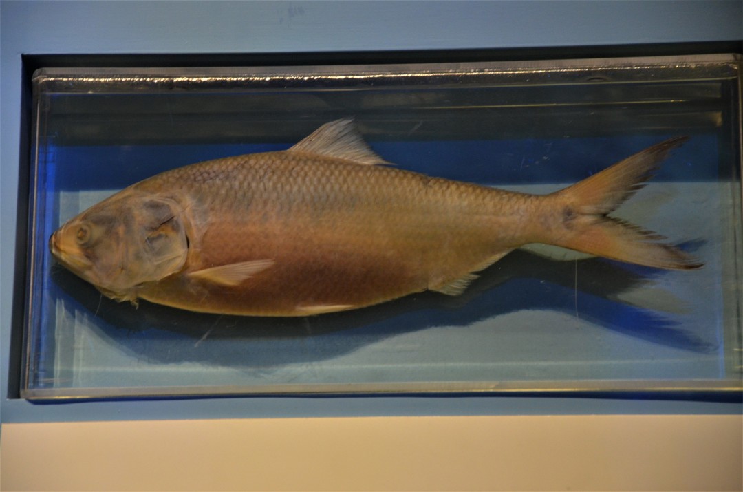 富春江河鲜,富春江诗词