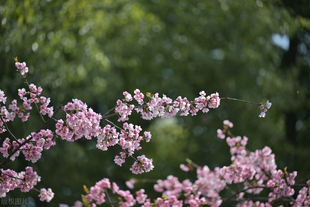 上海踏青2022,上海踏青最佳景点2021