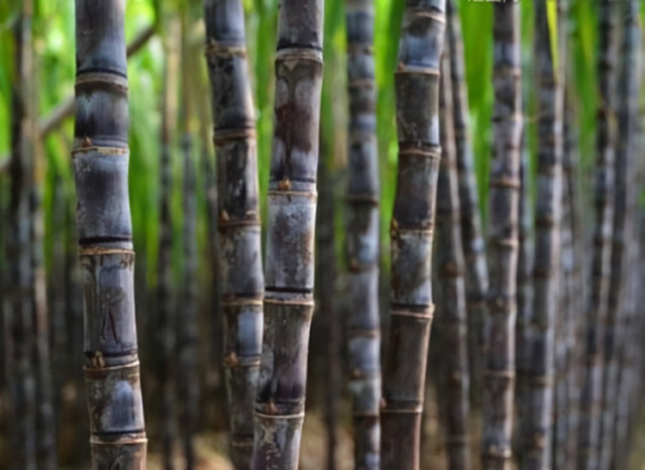 中国烟王,中国烟王到底多厉害