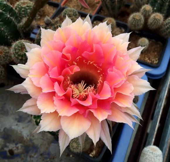 草球牡丹锦仙人球,大花彩草仙人球经典品种