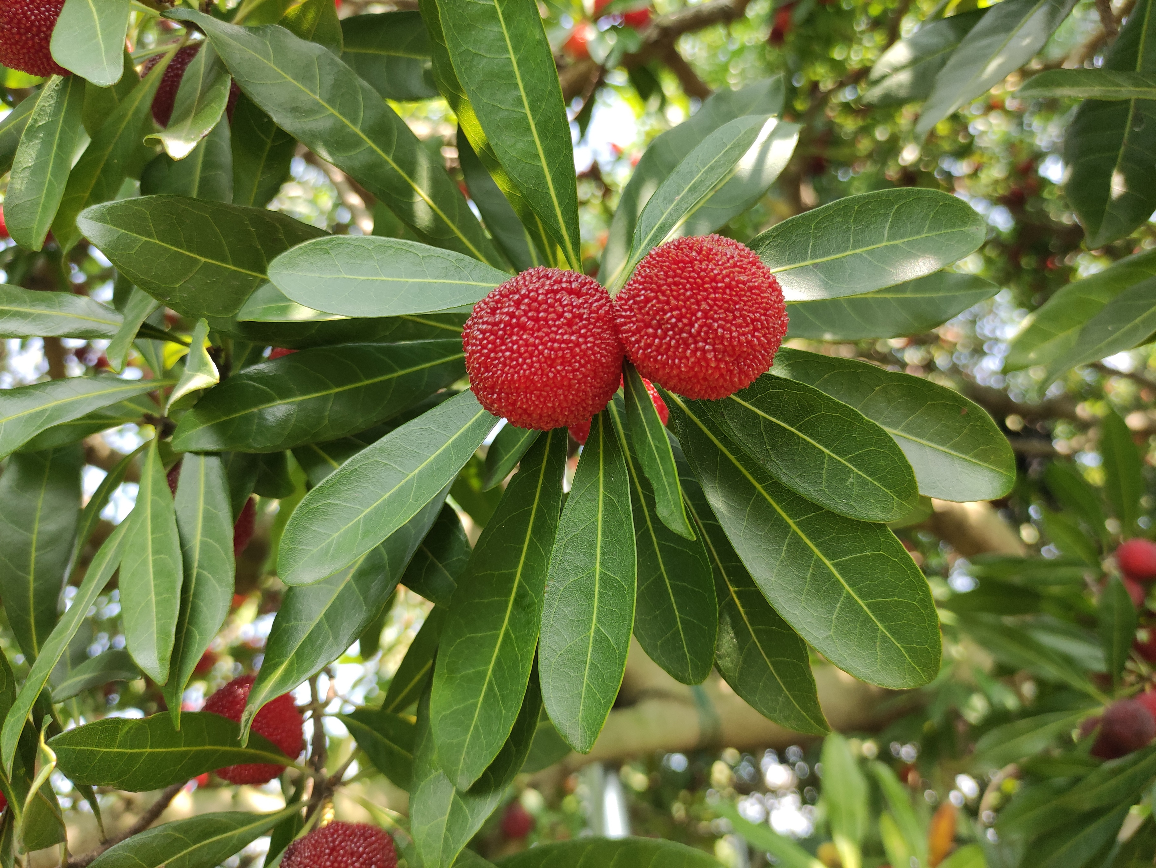 苏州东山杨梅几月份成熟,苏州东山杨梅还是西山杨梅好吃