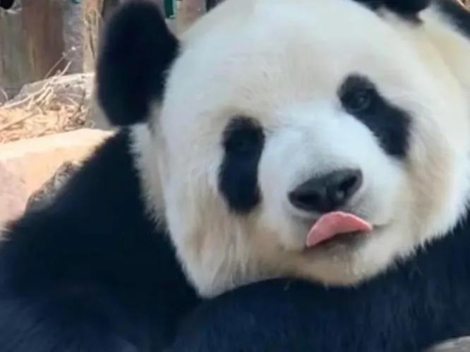 金刚芭比对战黑熊金刚,金刚芭比暴打铁血硬汉