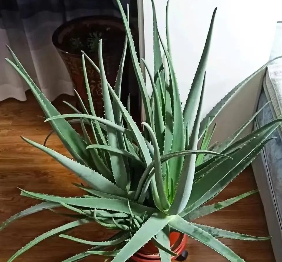 室内养什么花晚上释放氧气,房间养什么花好睡眠