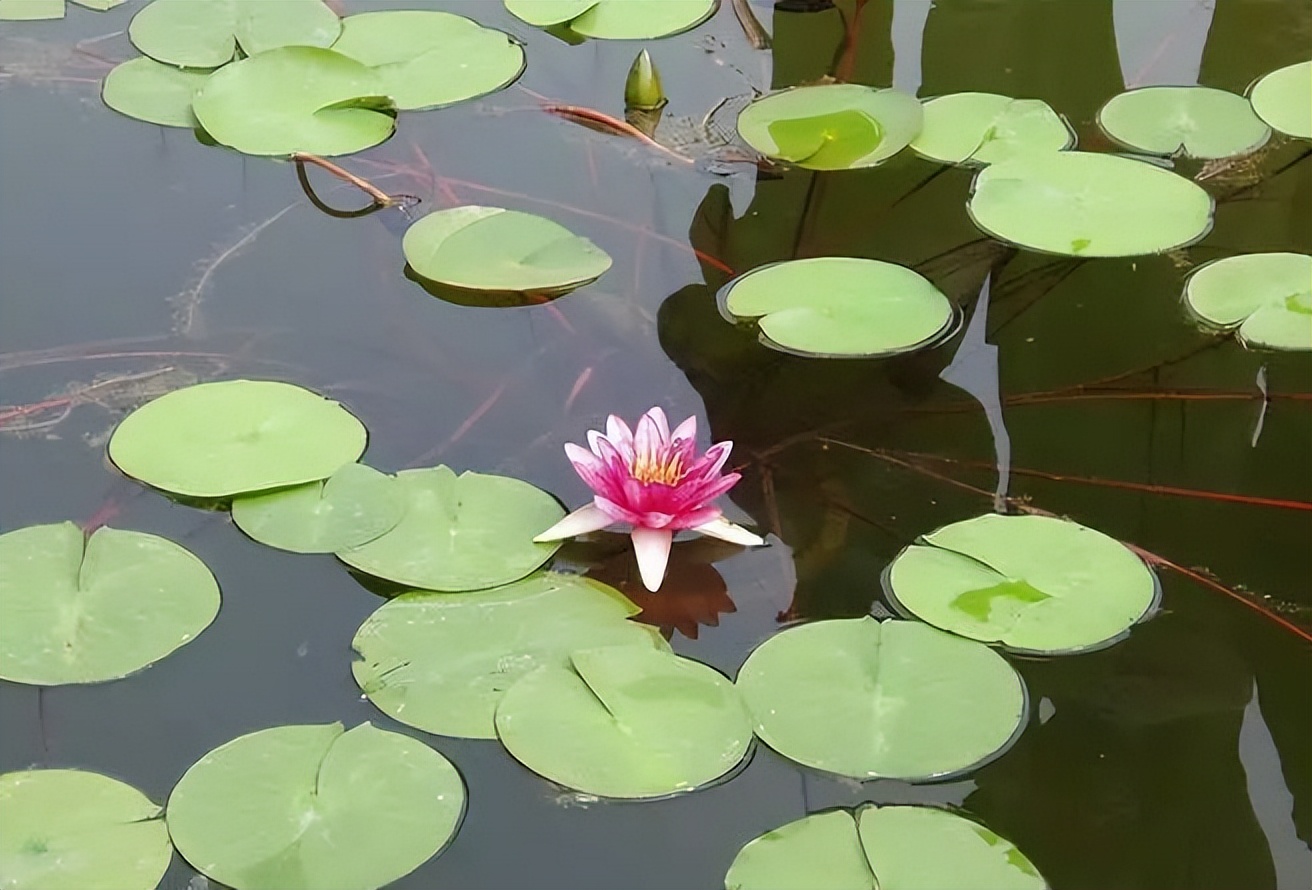 植物识别小口诀，总结的太全了！