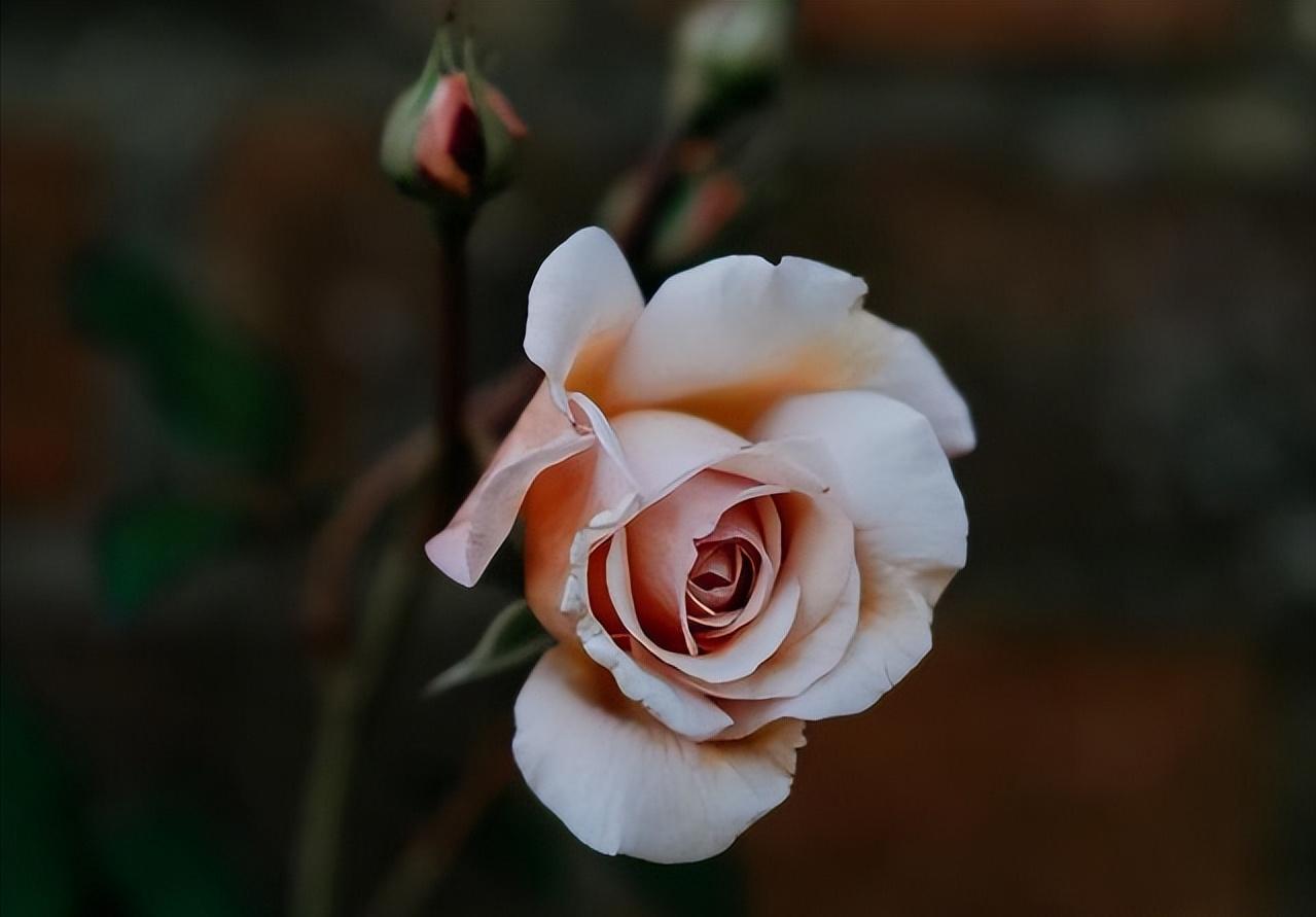 如果婚后发现自己不爱他了怎么办,婚姻没有对错离婚就要学会放手