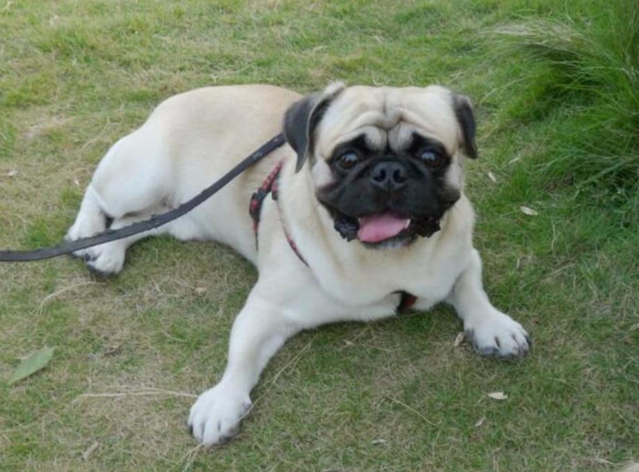 给巴哥犬洗澡能用人的沐浴露吗,巴哥犬除臭沐浴露推荐