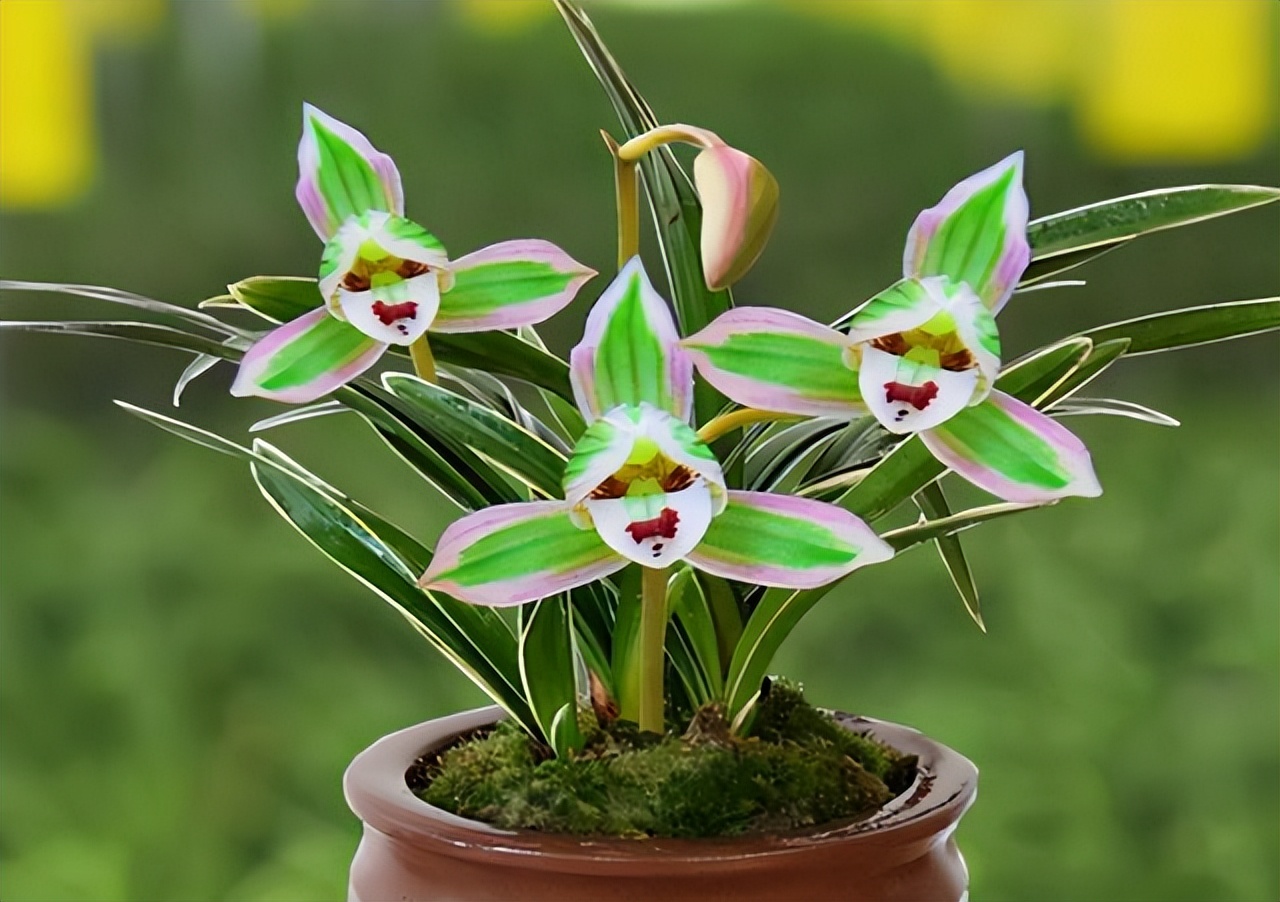 好养又香又便宜的金边兰花品种,顶级矮种金边兰花