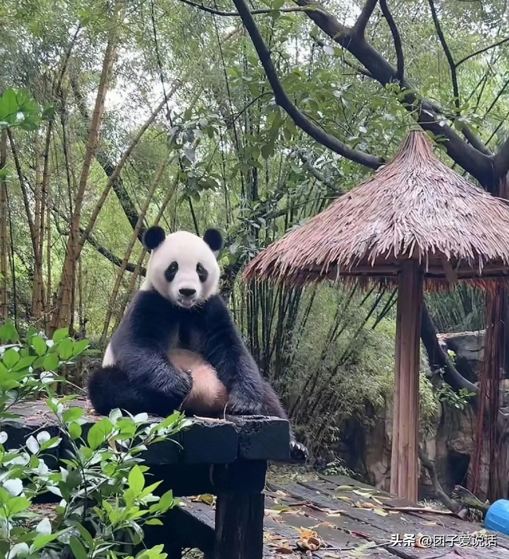广东广州长隆动物世界看大熊猫,认识成都大熊猫