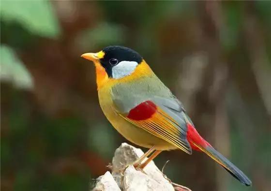 最美罕见的小鸟,全世界最罕见的小鸟