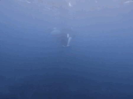 发现罕见的鲸鱼,最新发现的巨大鲸鱼