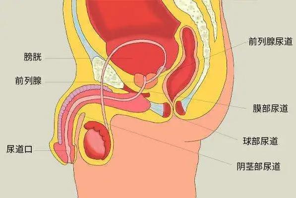 男子携妻小去水上乐园后感染“难言之隐”？夏天还能安全玩水吗？