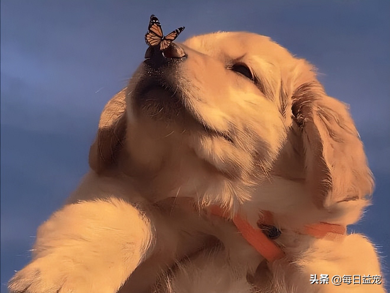 狗狗要绝育了需要注意什么,狗狗一定要绝育吗