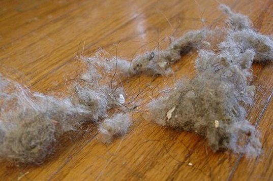 家里去毛絮小妙招,为什么家里的毛絮有很多
