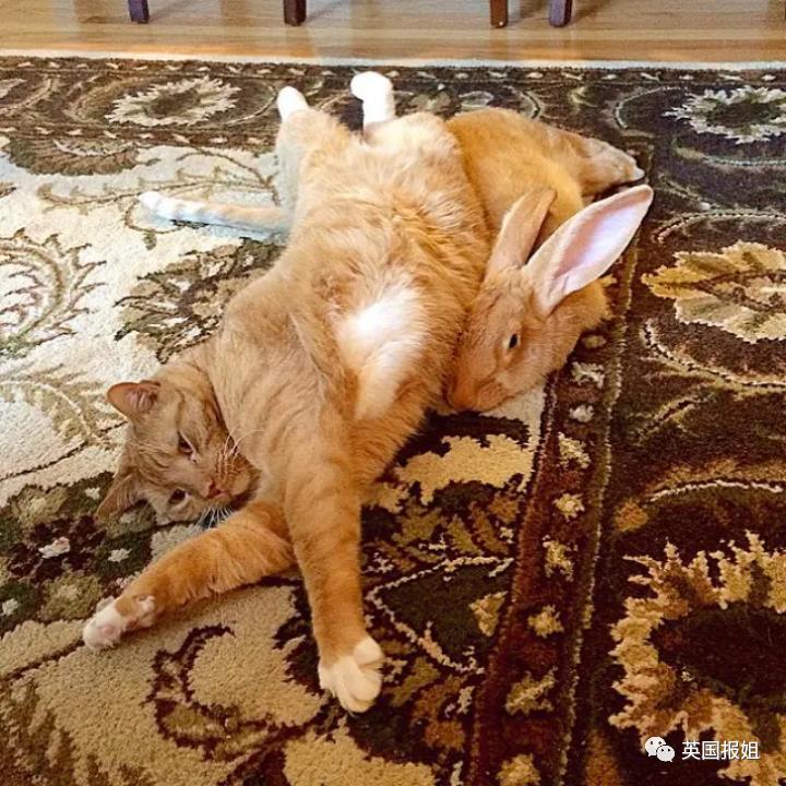 你知道世界上最大的兔子有多大吗,世界上最大的兔子吉尼斯纪录