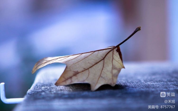 暮秋雅阁微刊第十八期