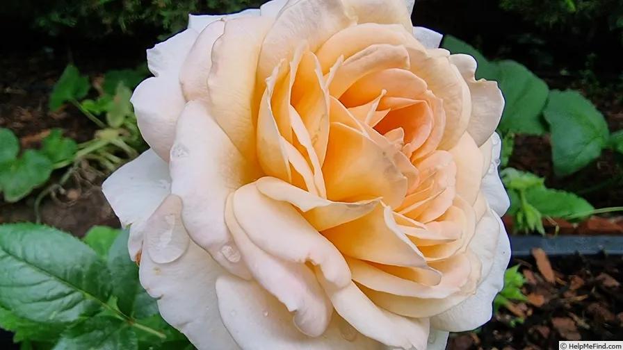 公爵夫人路易斯（GrandeDuchesseLouise），辛辣香水SpicyParfuma