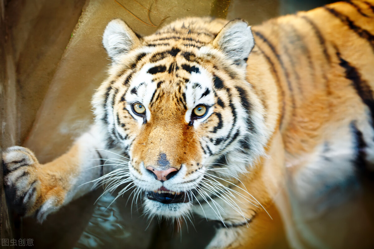 杀死老虎要判多少年,杀死老虎违法吗