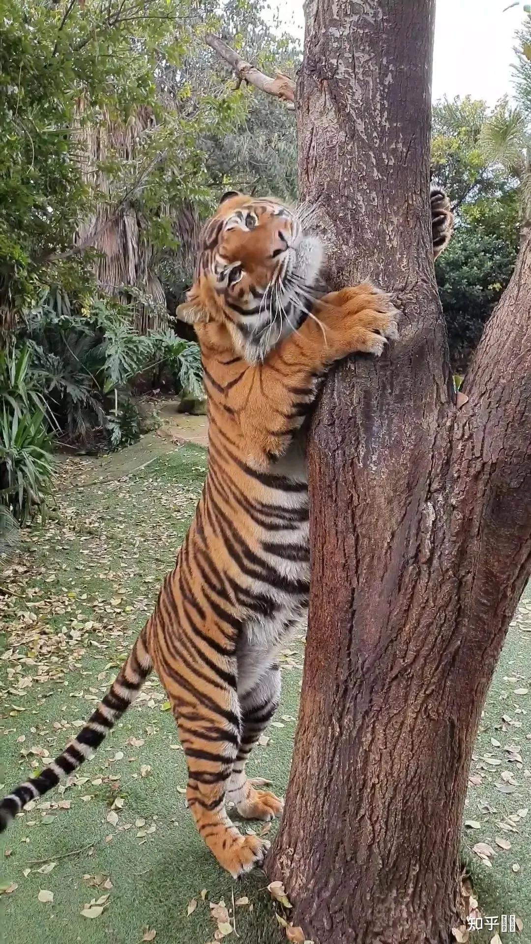 戏说老虎图文杂汇