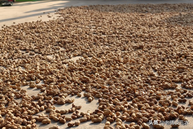 普通农户卖干货,将面临禁止或违法,农民应该早了解避免经济损失