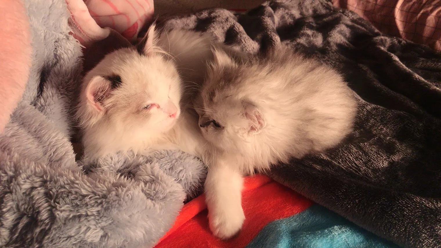 猫瘟自己治疗方法,猫瘟自己治疗