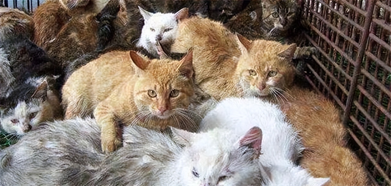 越南不养猫却一年吃掉400万只,越南一年吃400万只猫是真是假