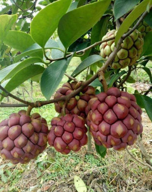 农村常见野生水果大全,这种果树在家也能种