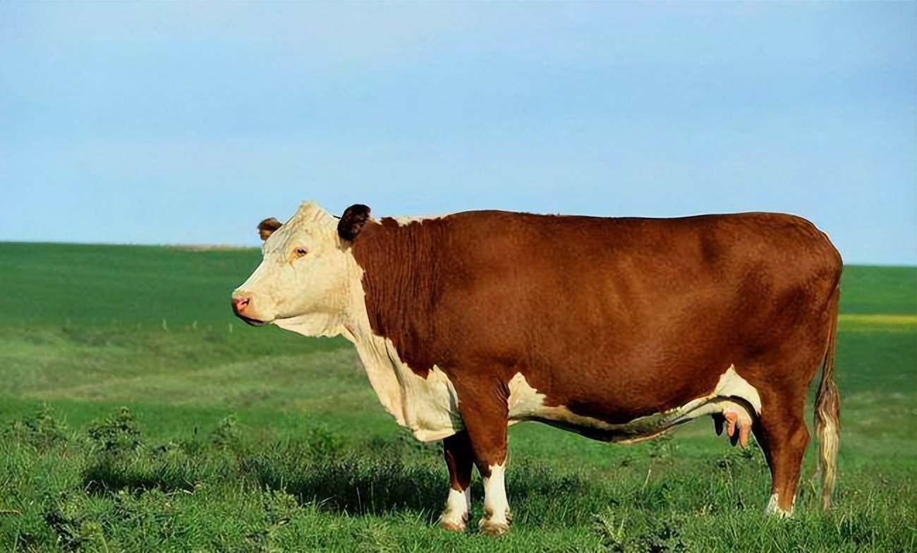 牛反复拉稀的原因及解决方法,导致牛拉稀的原因