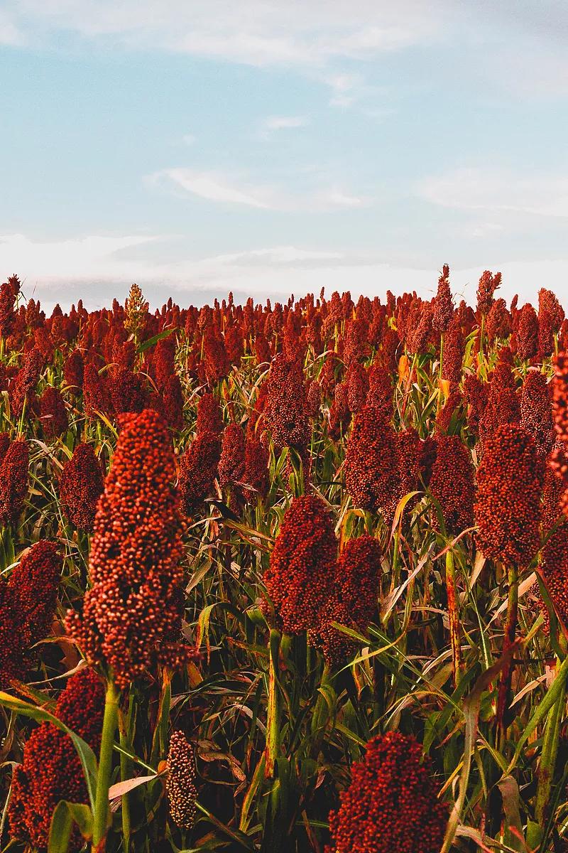 高粱品种图片大全,高粱乌米图片