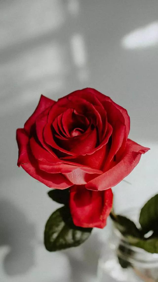 赠你玫瑰文案,关于玫瑰的文案爱情