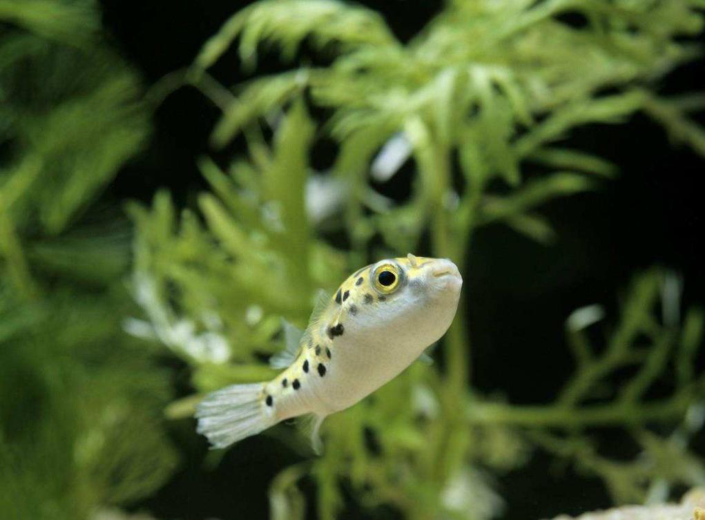 鱼缸长螺怎么治理,鱼缸爆螺的危害有哪些