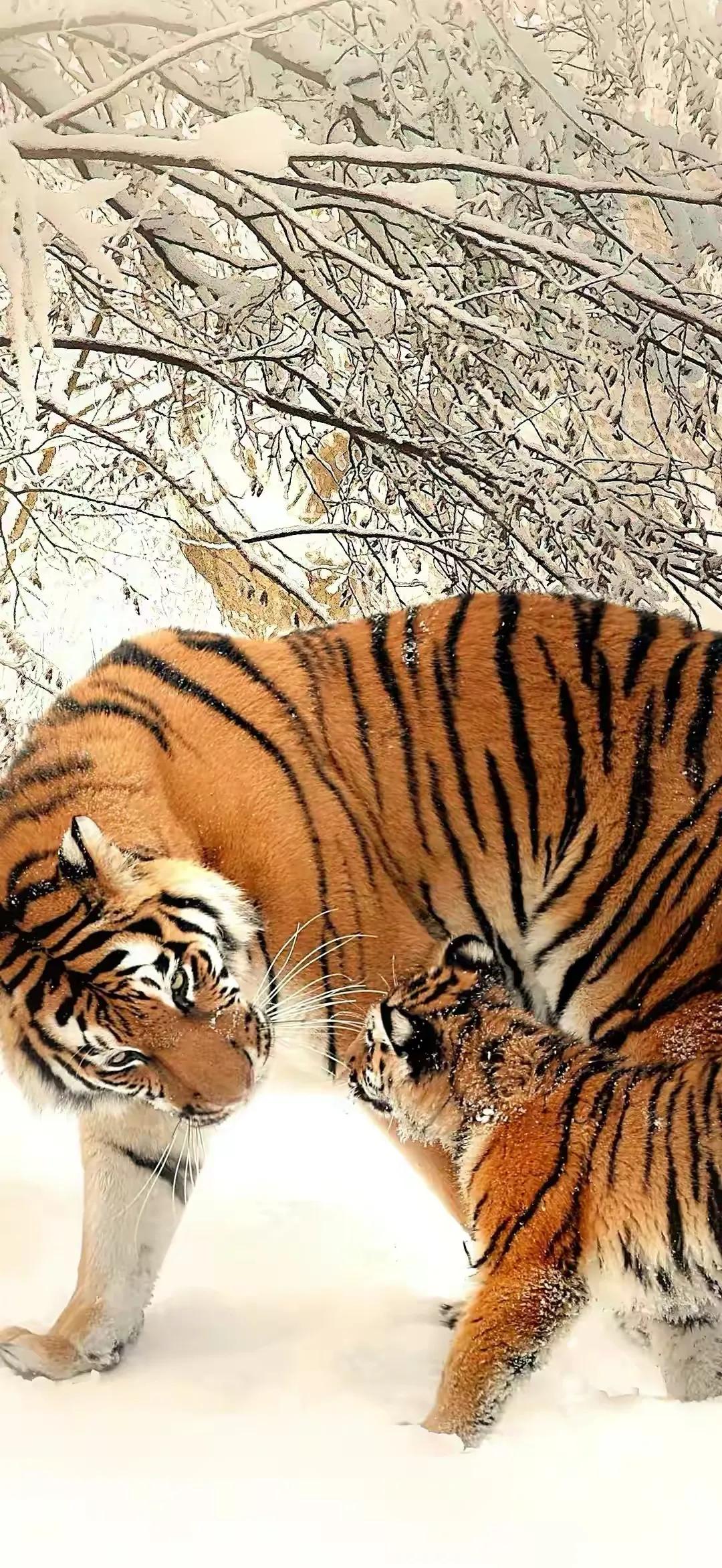 戏说老虎图文杂汇