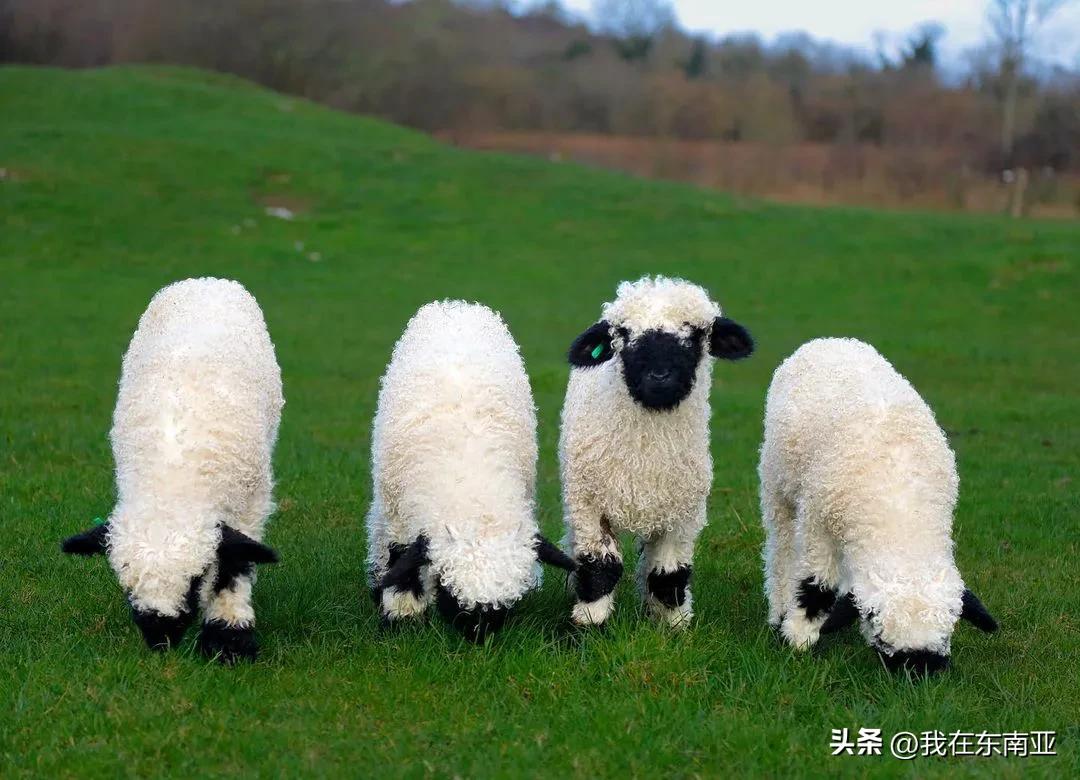 玩具黑山羊,黑鼻羊玩具