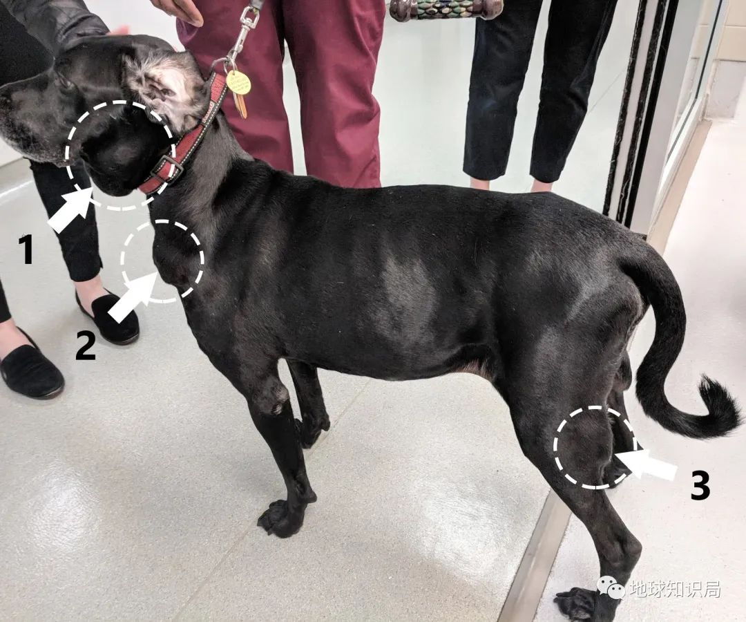 没洗干净的猪大肠到底臭不臭,猪大肠3年没洗是真的吗